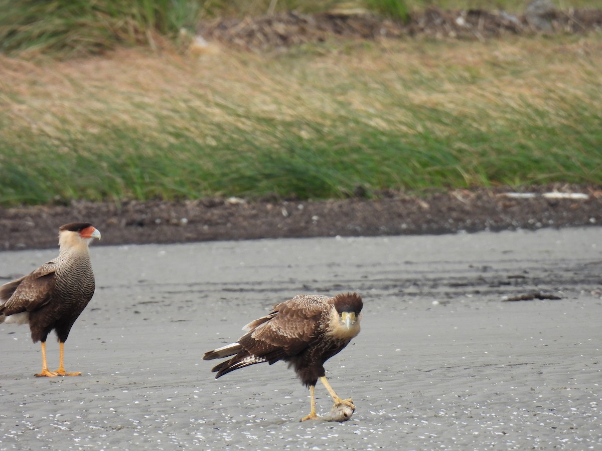 Crested Caracara - Silvana Mallo