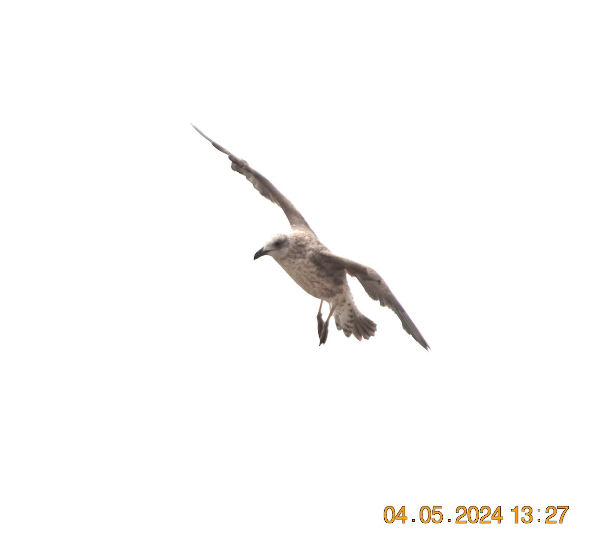 Доминиканская чайка - ML619622265