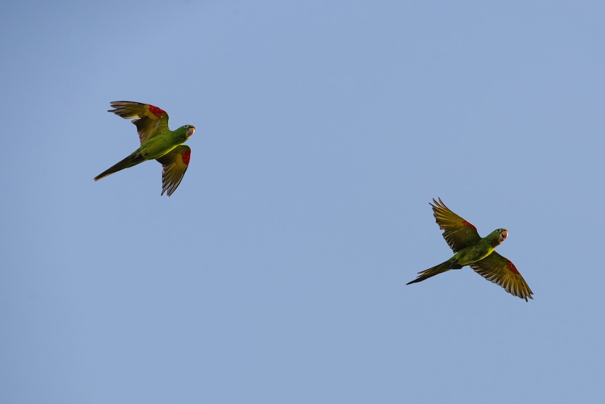 White-eyed Parakeet - LUCIANO BERNARDES