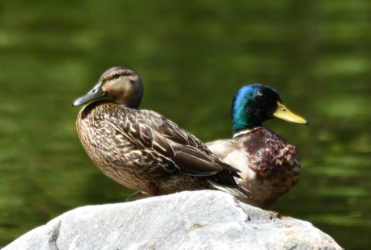 Mallard - Wayne Grubert