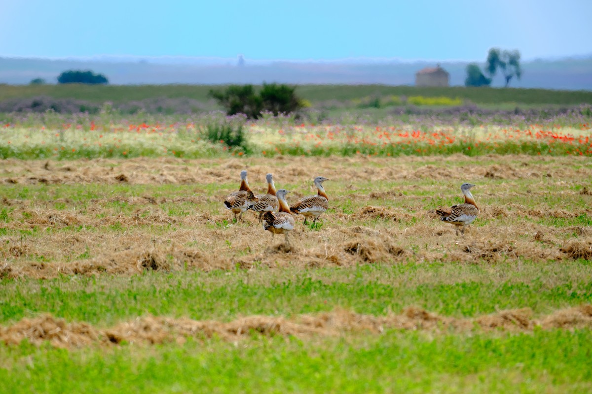 Great Bustard - Bernardo Montoya