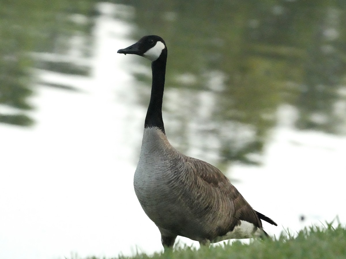 Canada Goose - Tami Reece