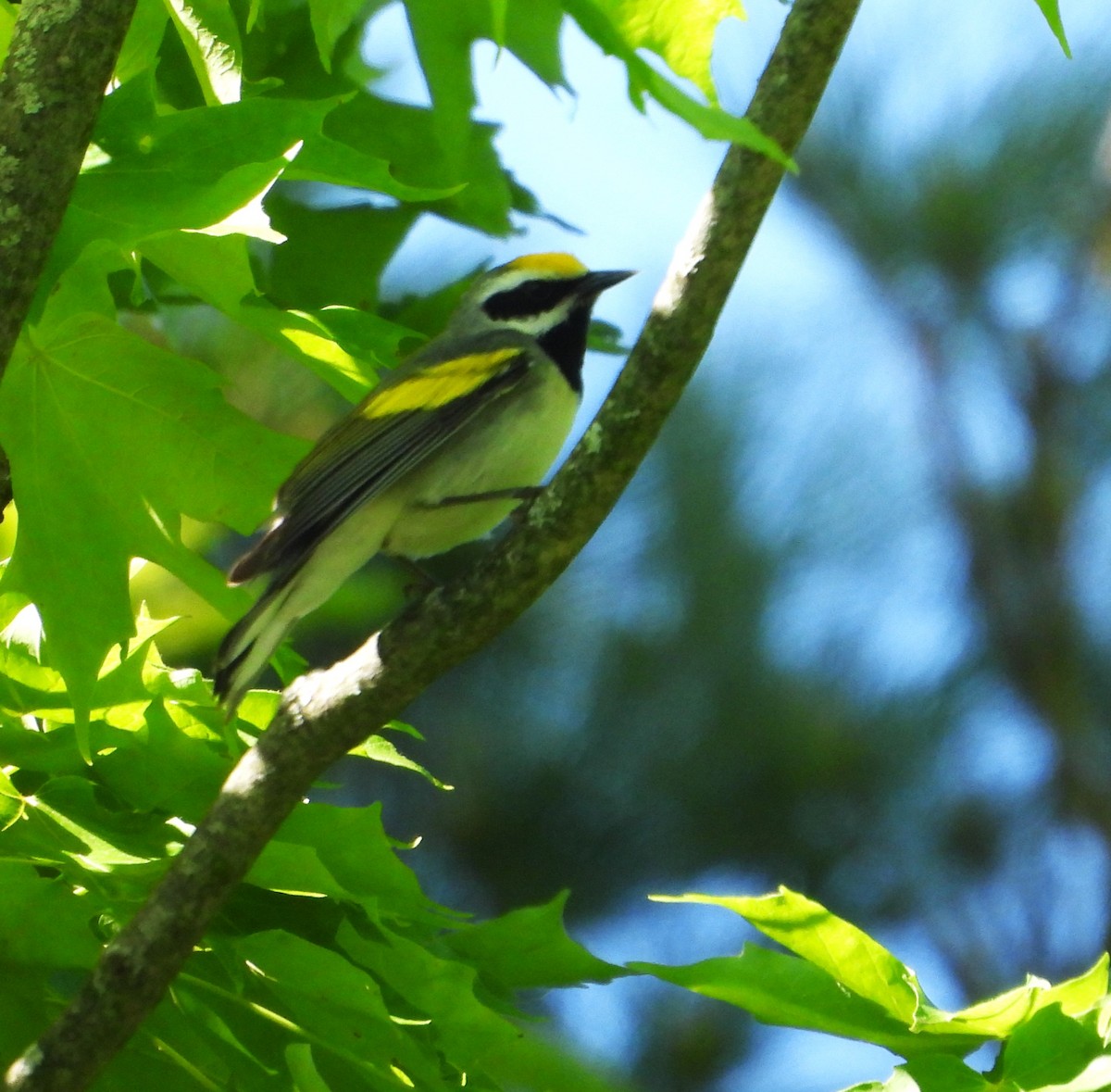 Golden-winged Warbler - ML619622284