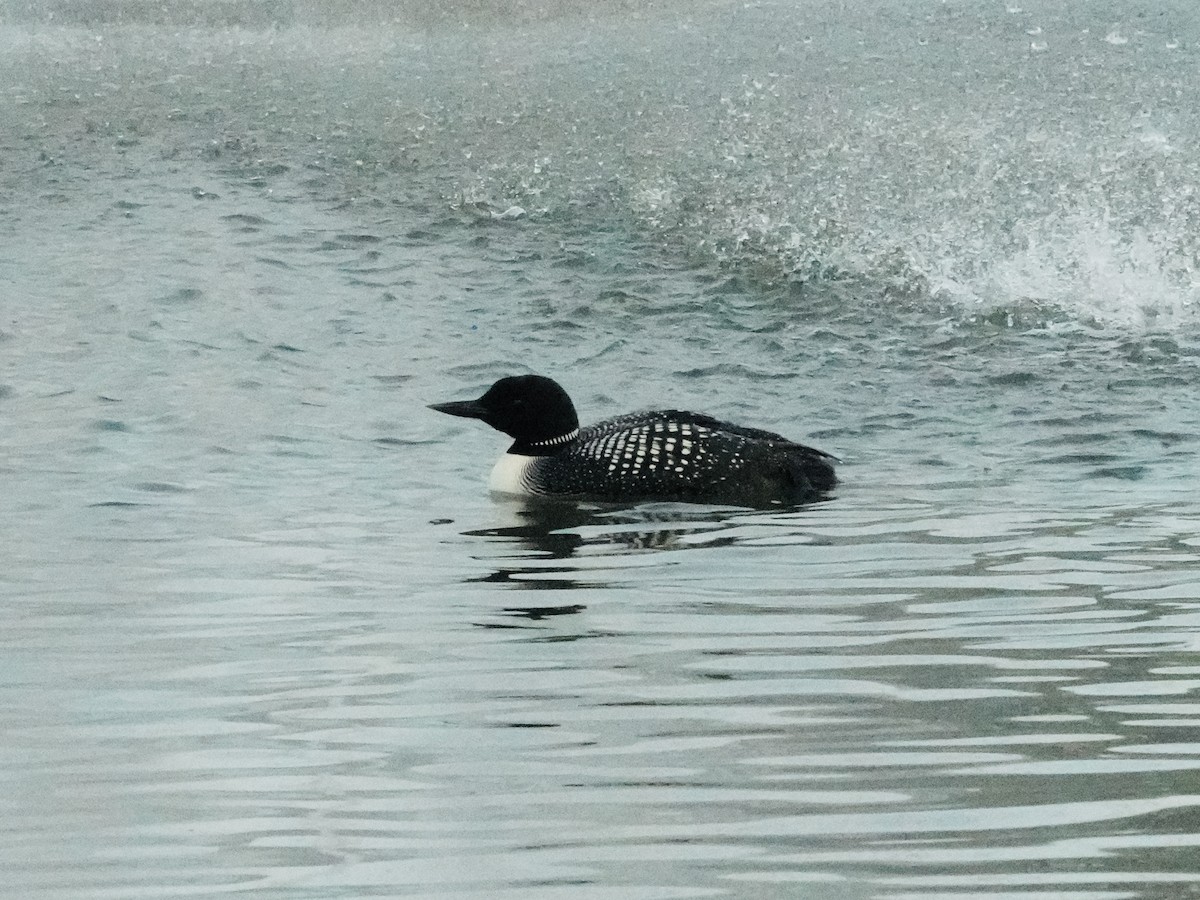 Common Loon - Tami Reece