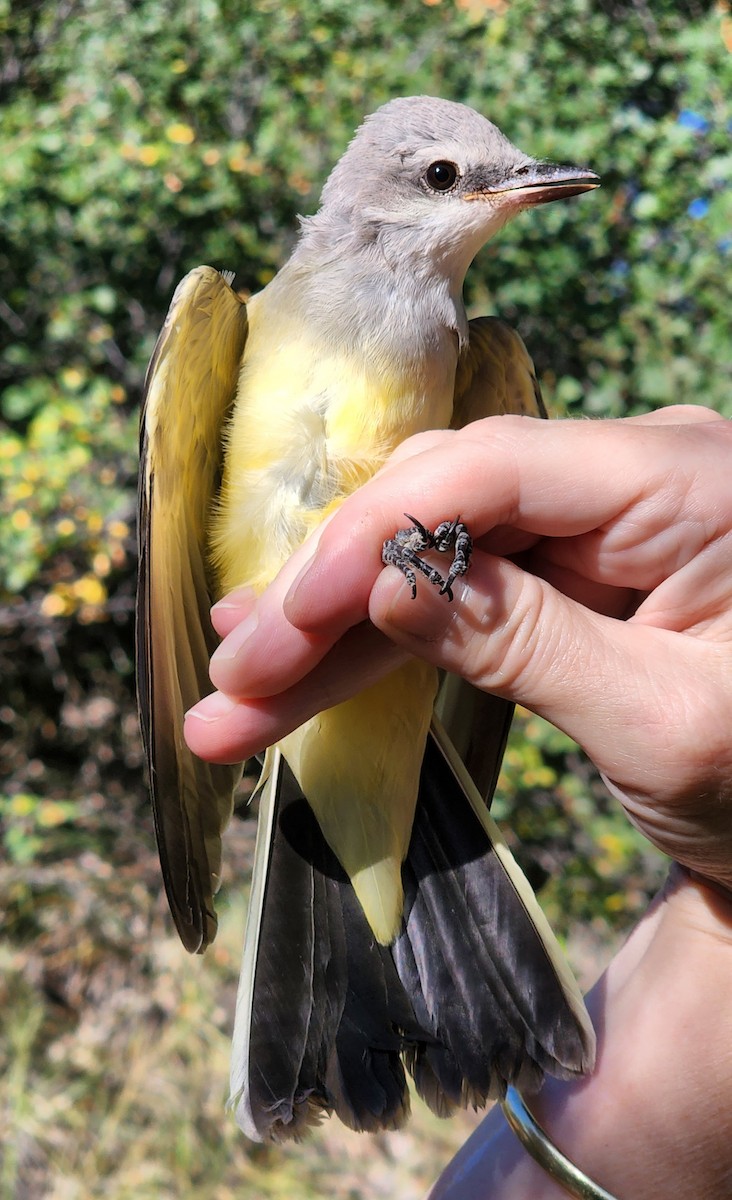 Western Kingbird - ML619622293