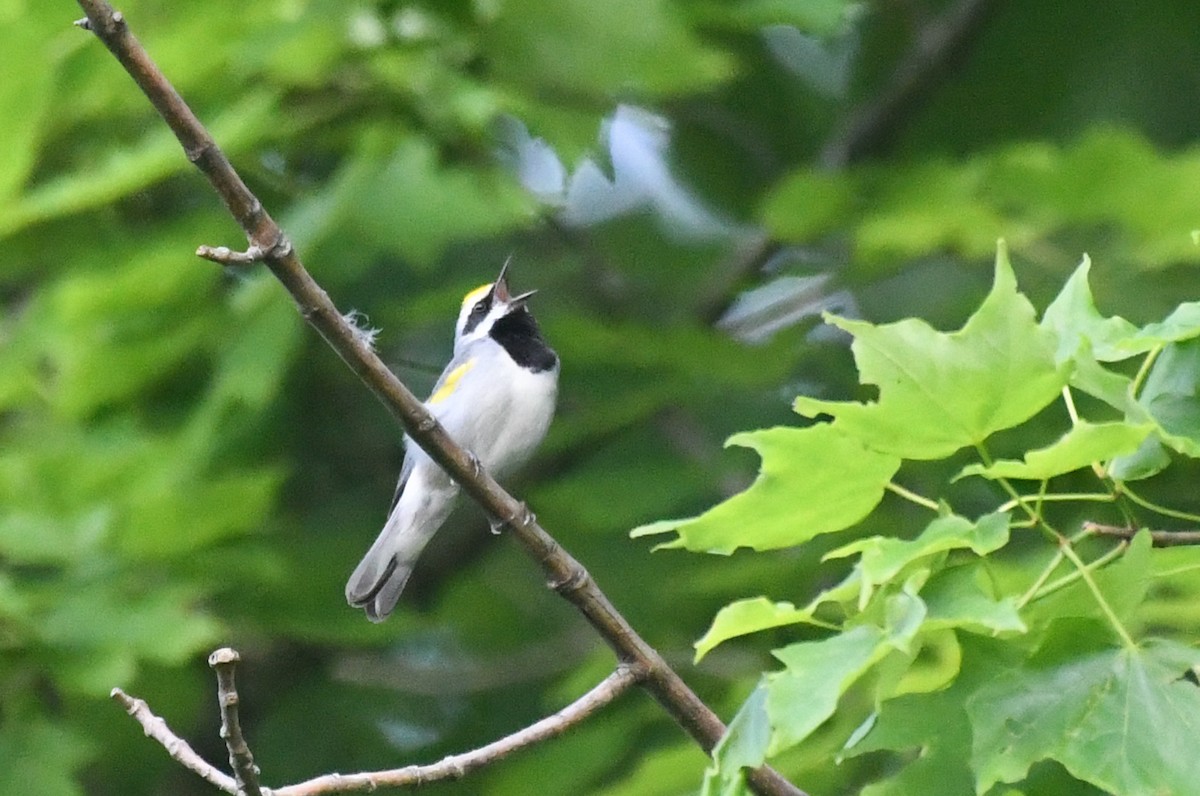 Golden-winged Warbler - Kenta Togo