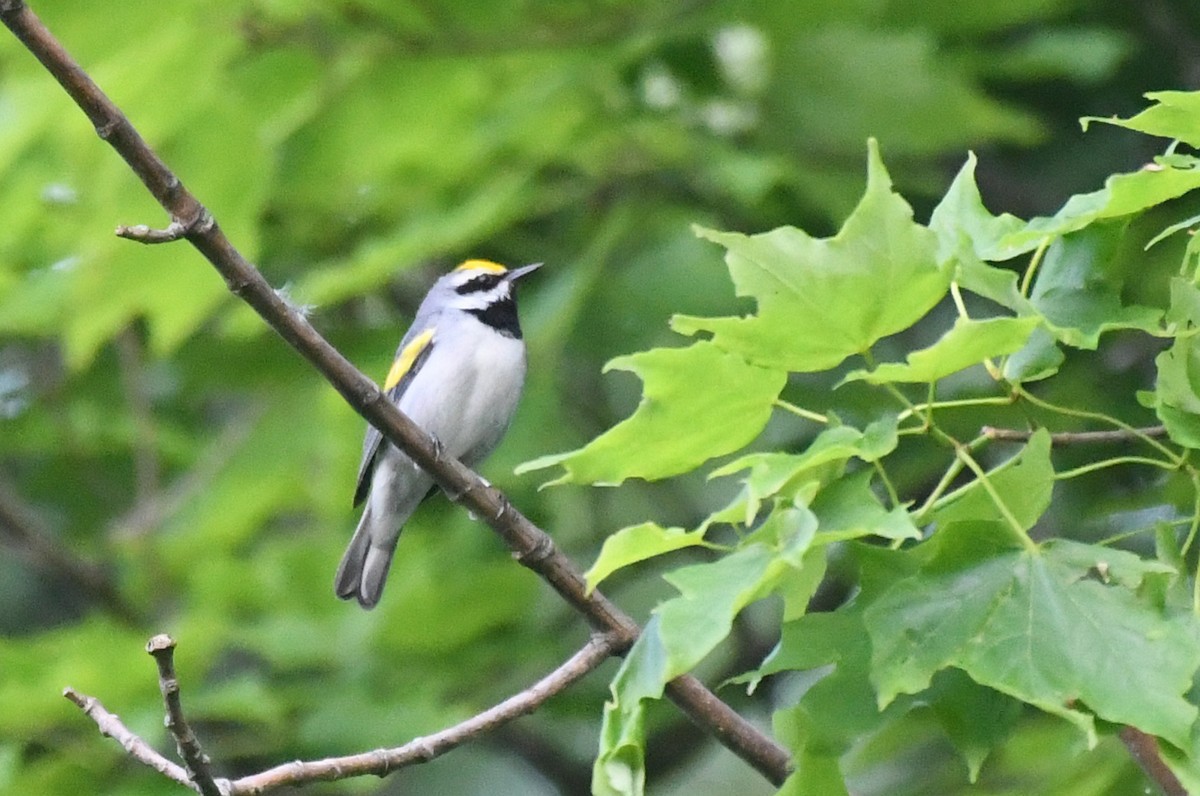 Golden-winged Warbler - Kenta Togo