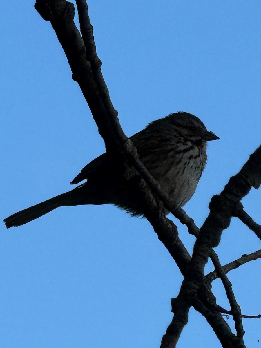 Song Sparrow - Matt Fowler