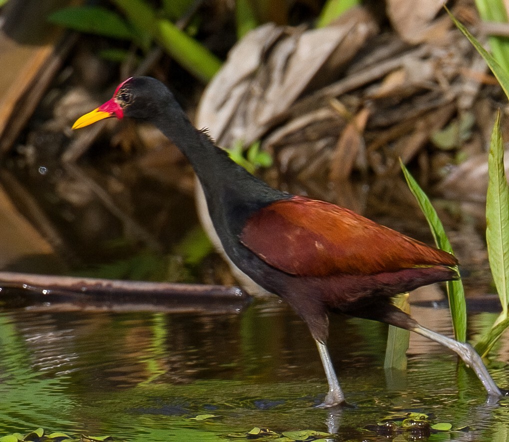 Wattled Jacana - ML619622317