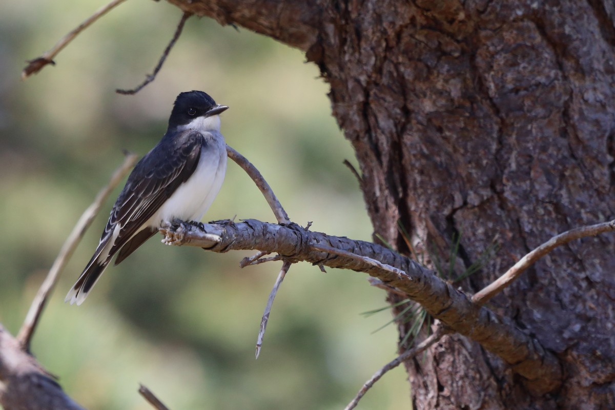 Eastern Kingbird - Rebekah  Ambrose-Dalton