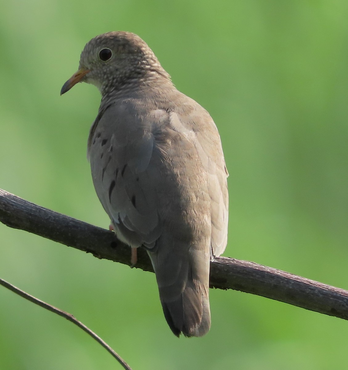 Common Ground Dove - Alfredo Correa