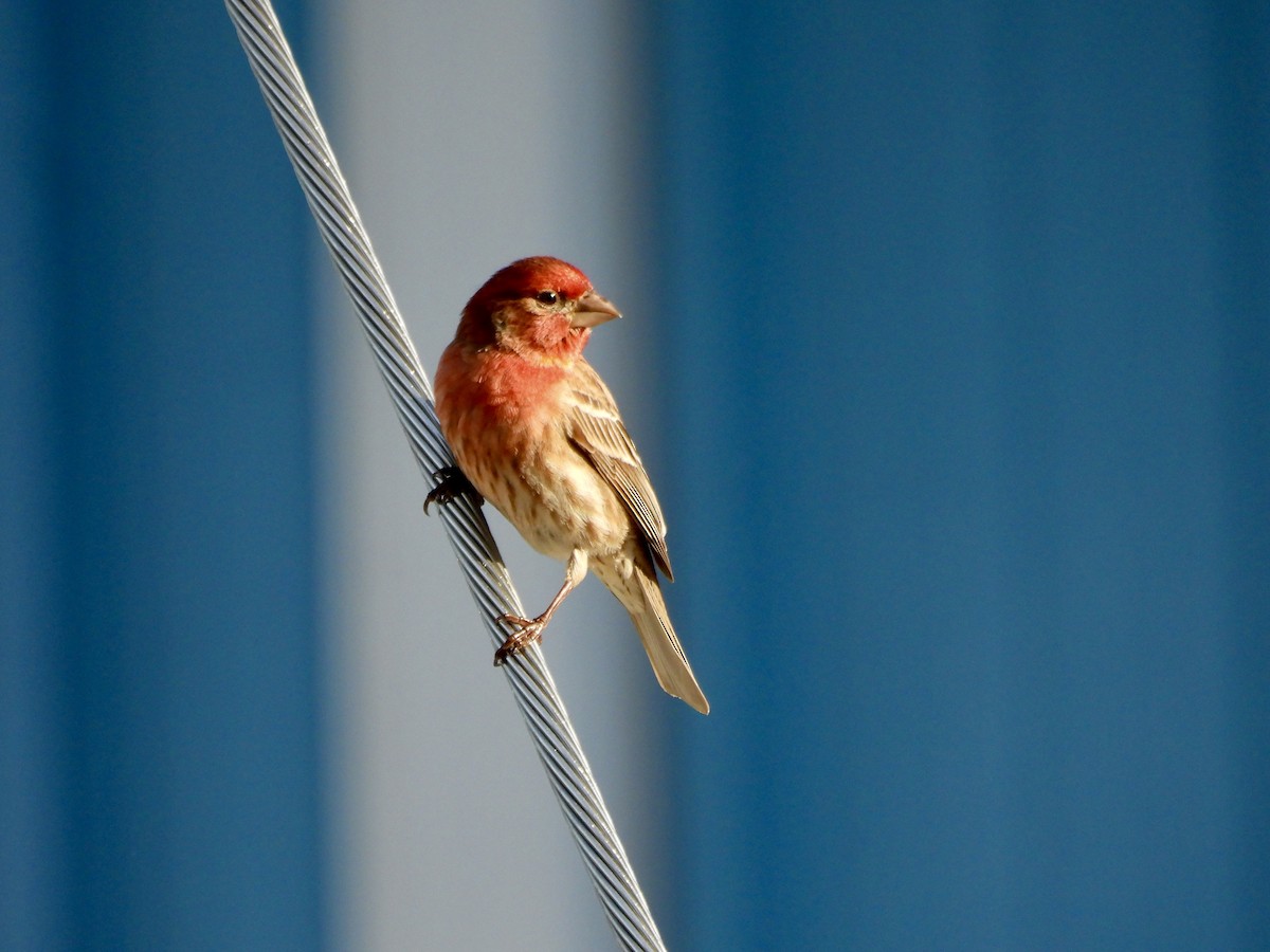 House Finch - Mary Nardone