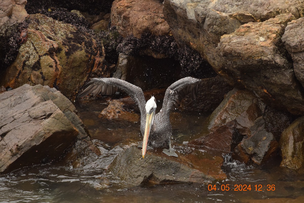pelikán chilský - ML619622345