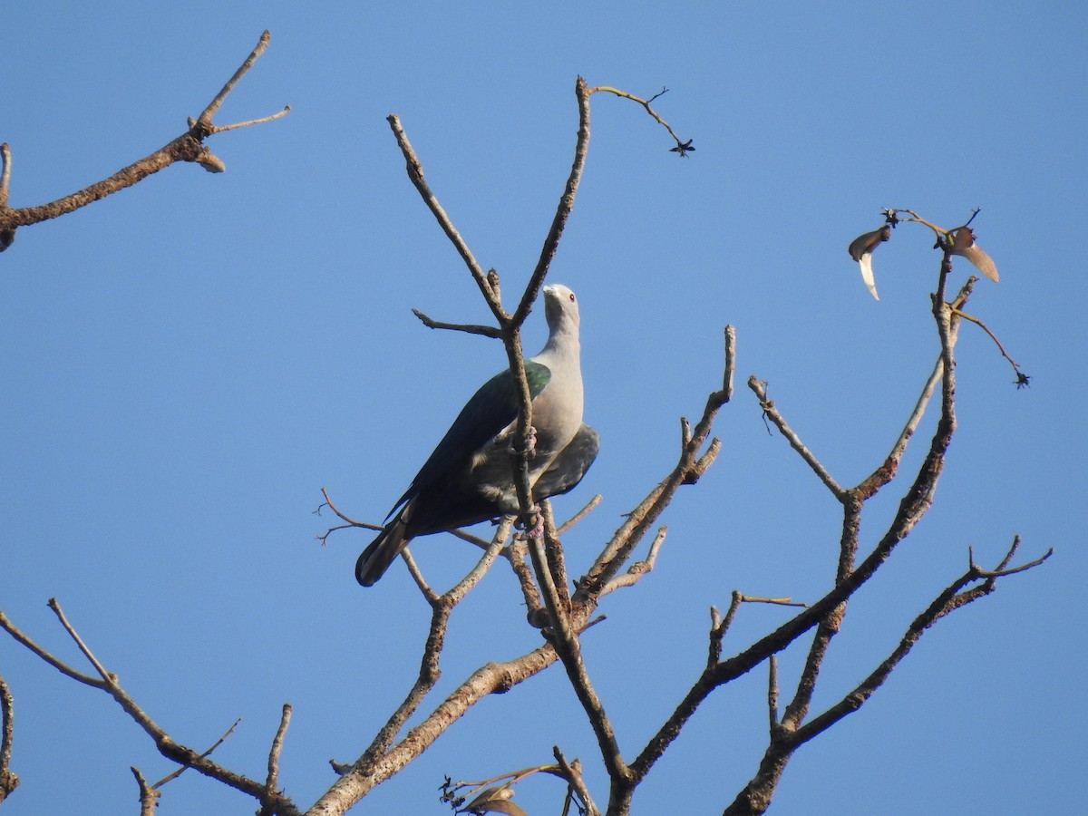 Green Imperial-Pigeon - ML619622346