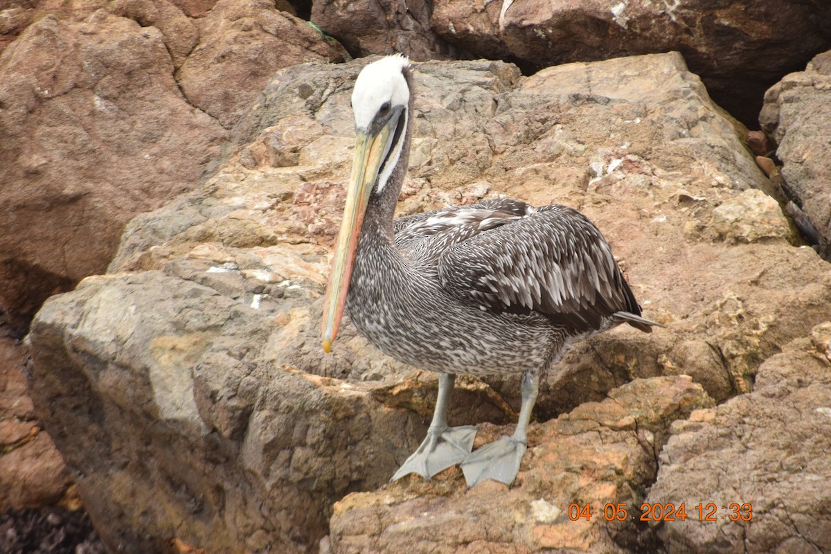 Перуанский пеликан - ML619622348