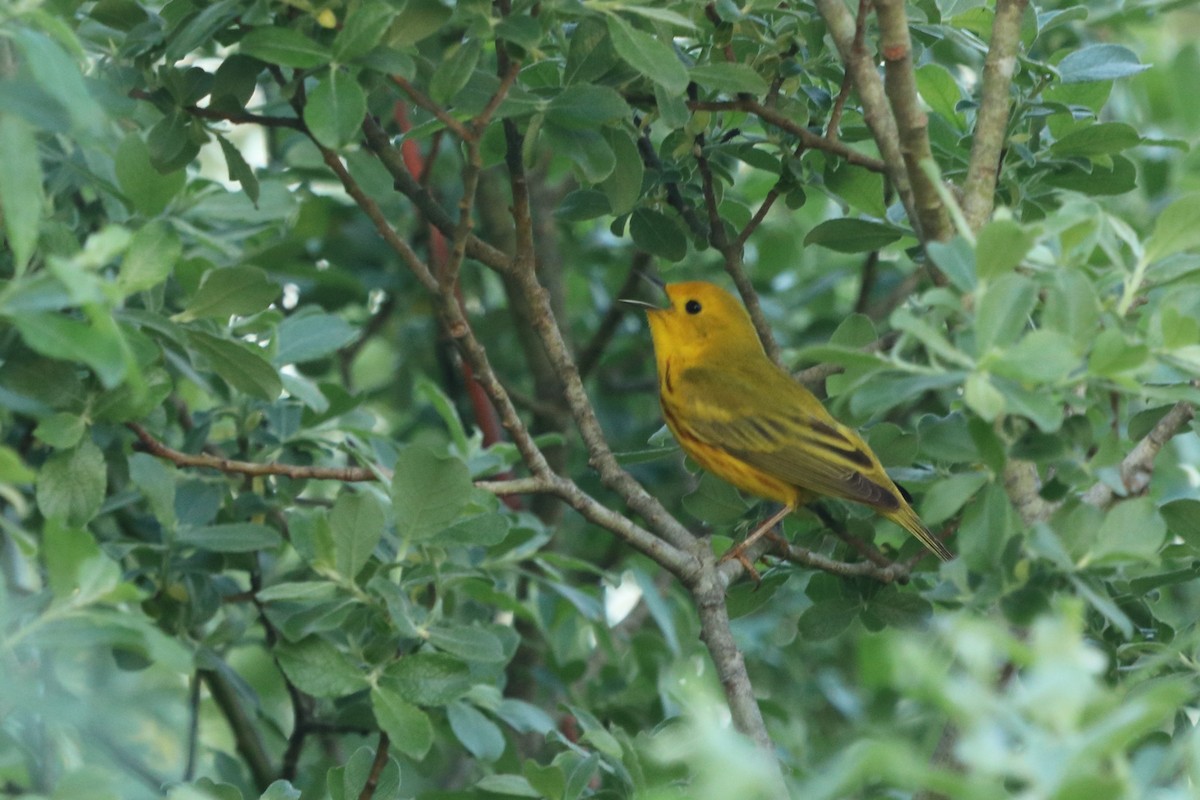 Yellow Warbler - Rebekah  Ambrose-Dalton