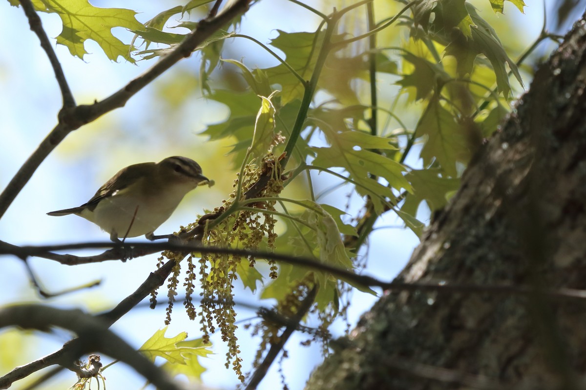 Red-eyed Vireo - Rebekah  Ambrose-Dalton