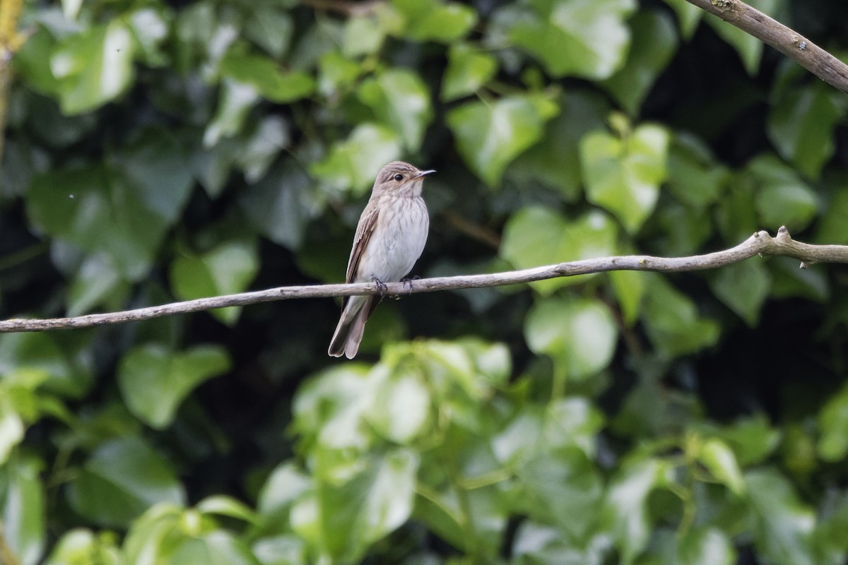 Spotted Flycatcher - ML619622371