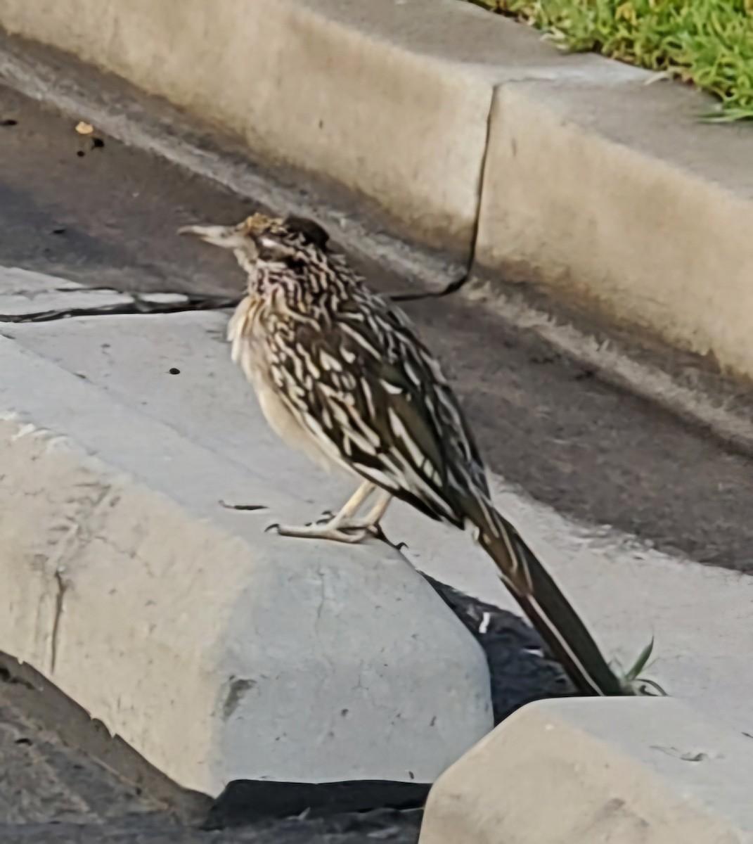 Greater Roadrunner - Nancy Cox