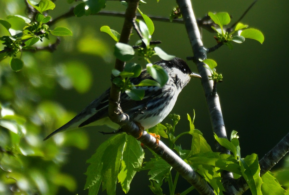 Blackpoll Warbler - Wayne Grubert