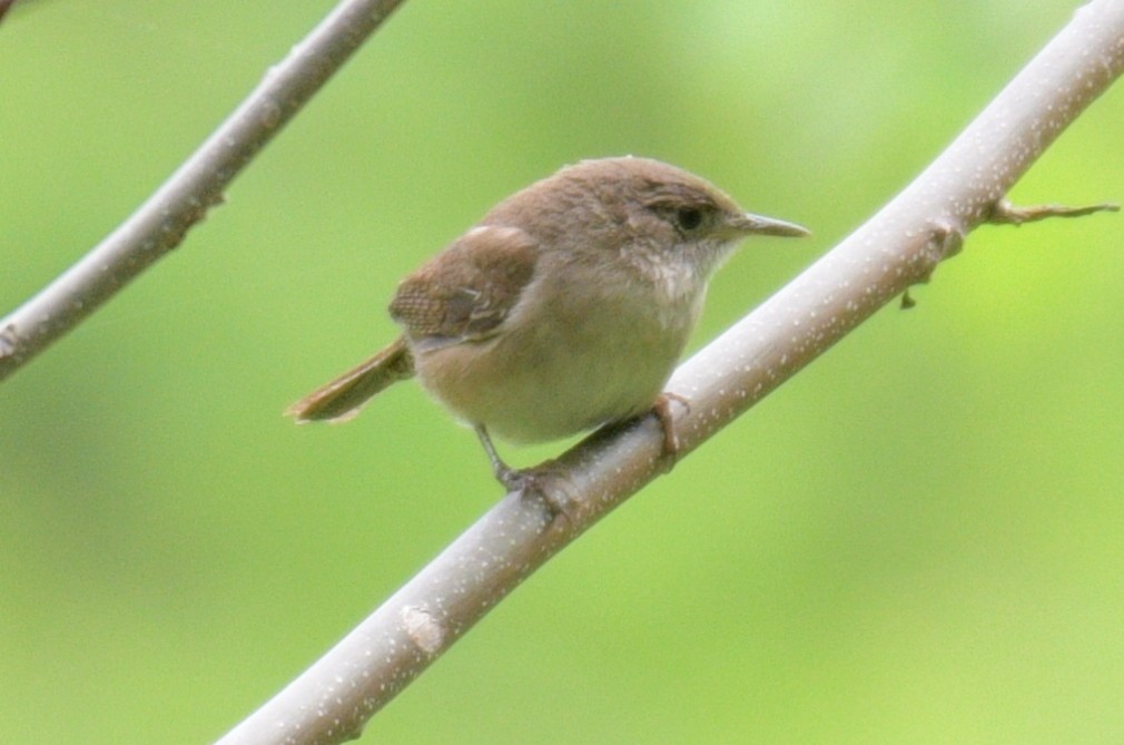 House Wren - France Carbonneau