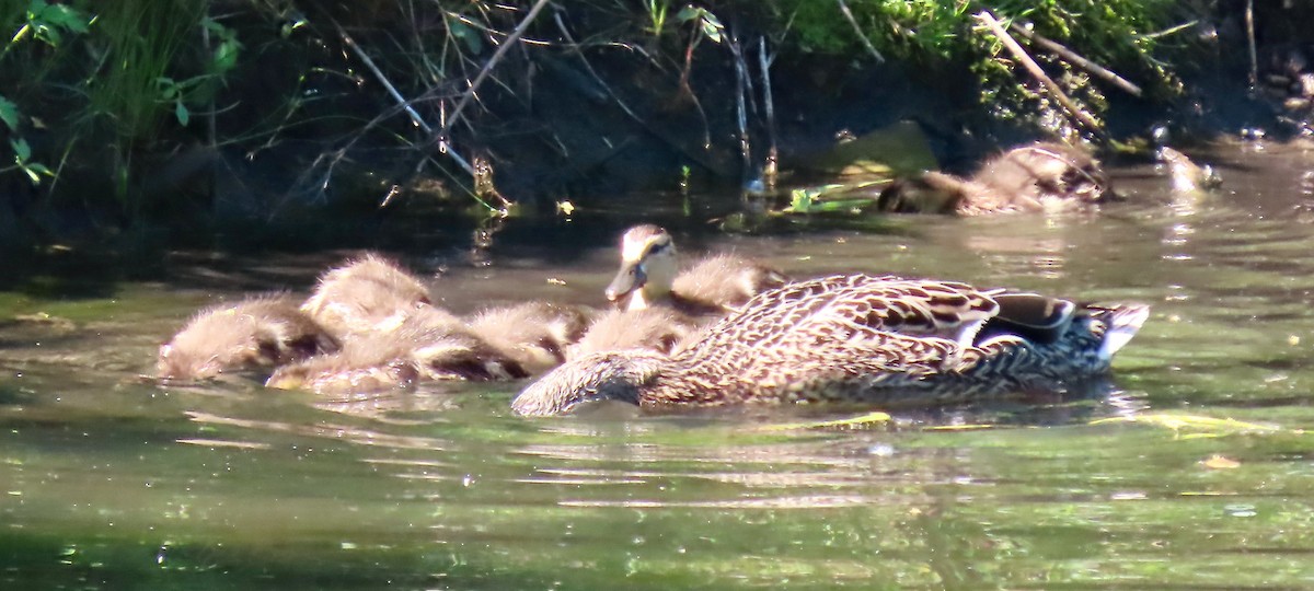 Mallard - Randy Shonkwiler