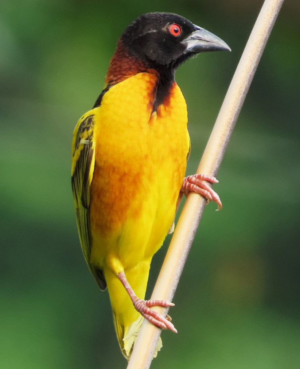 Village Weaver - Alfredo Correa