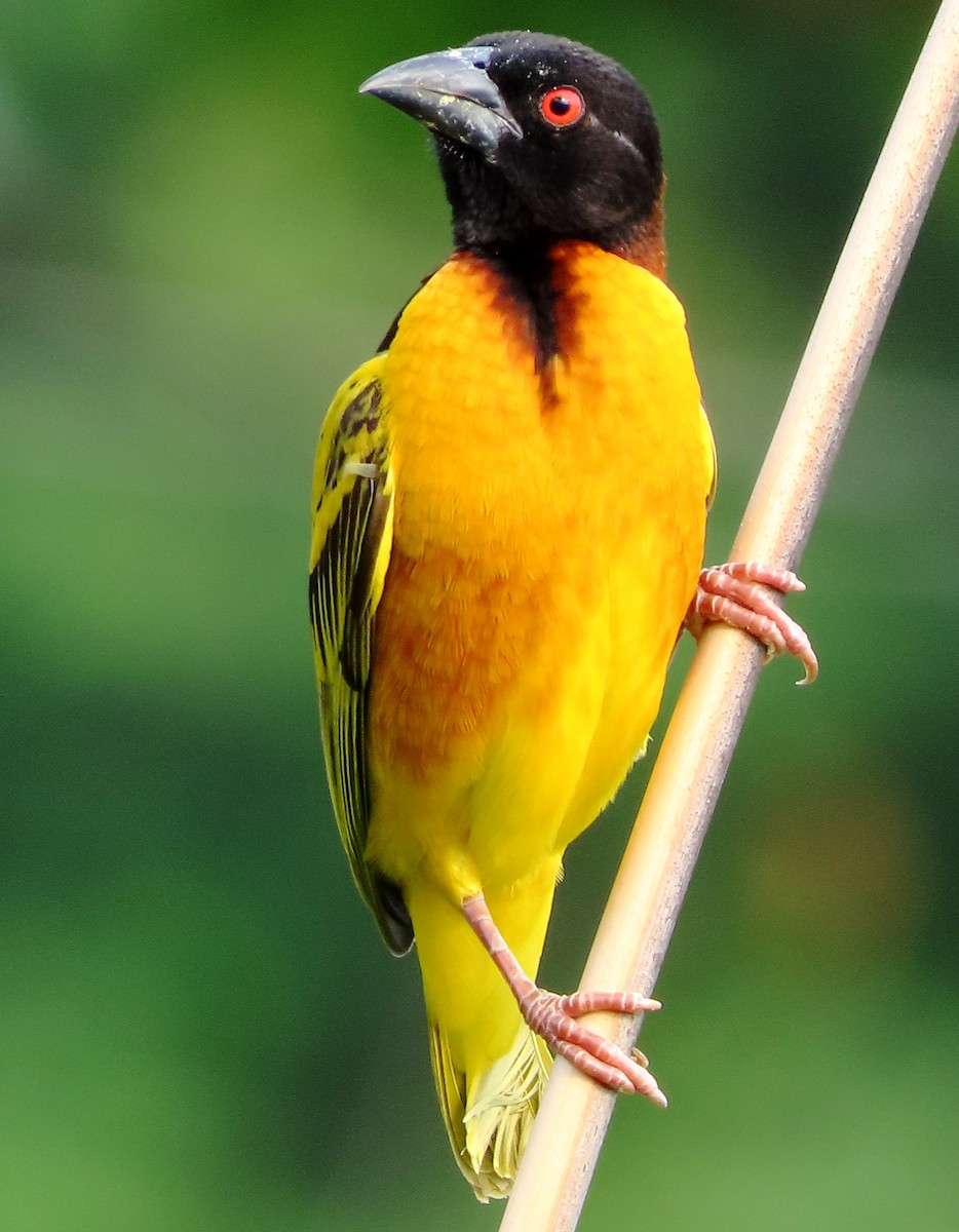 Village Weaver - Alfredo Correa