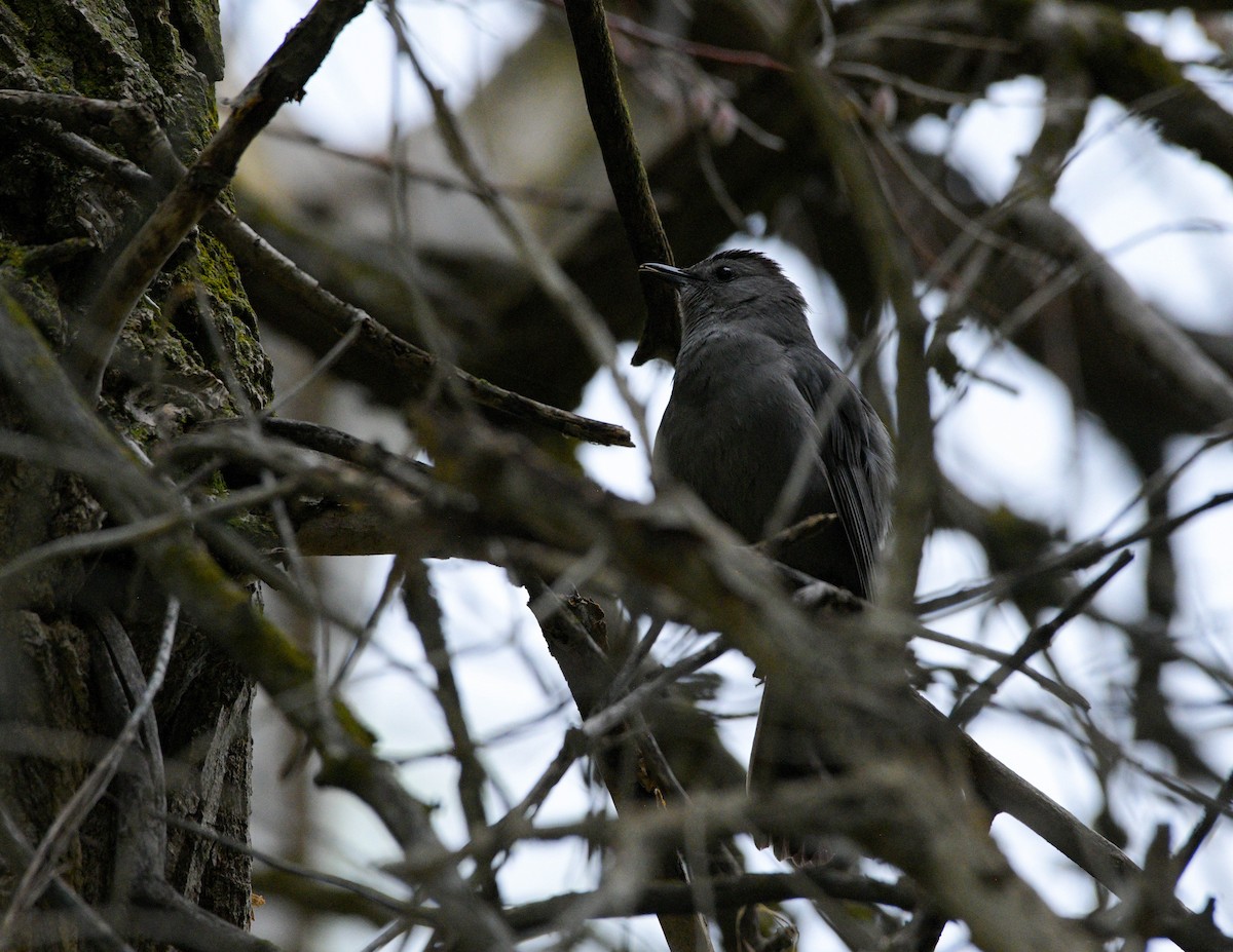 Gray Catbird - ML619622411