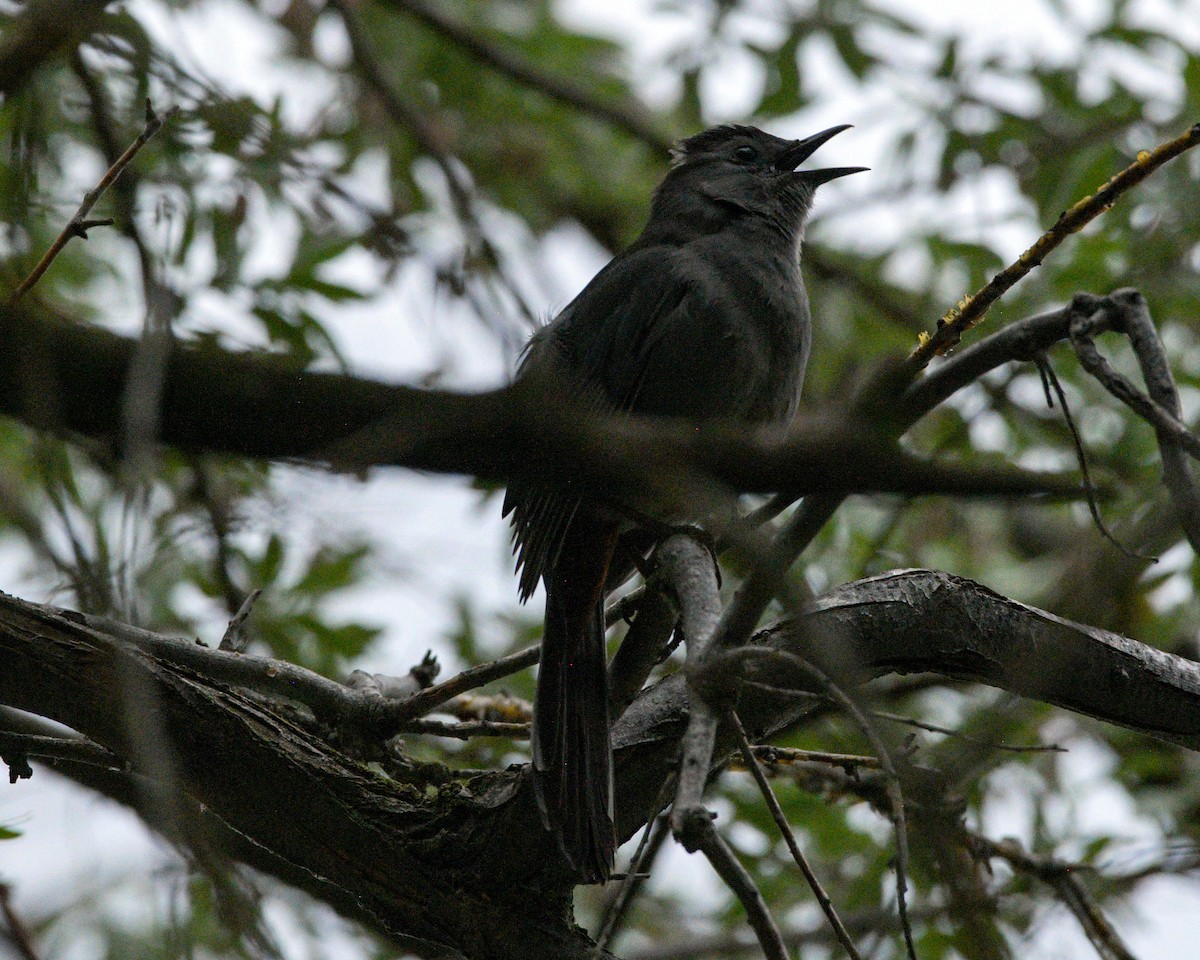 Pájaro Gato Gris - ML619622412