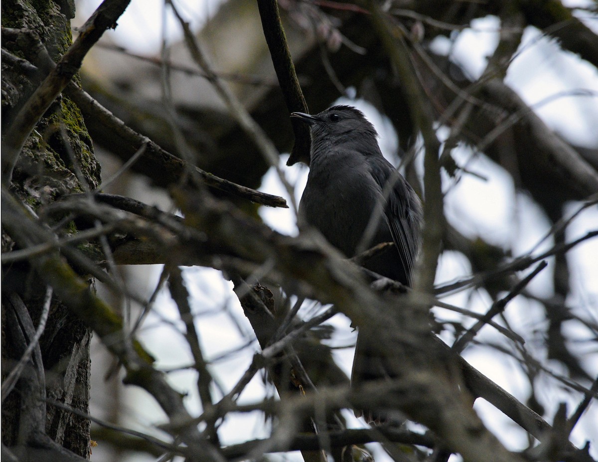 Gray Catbird - ML619622413