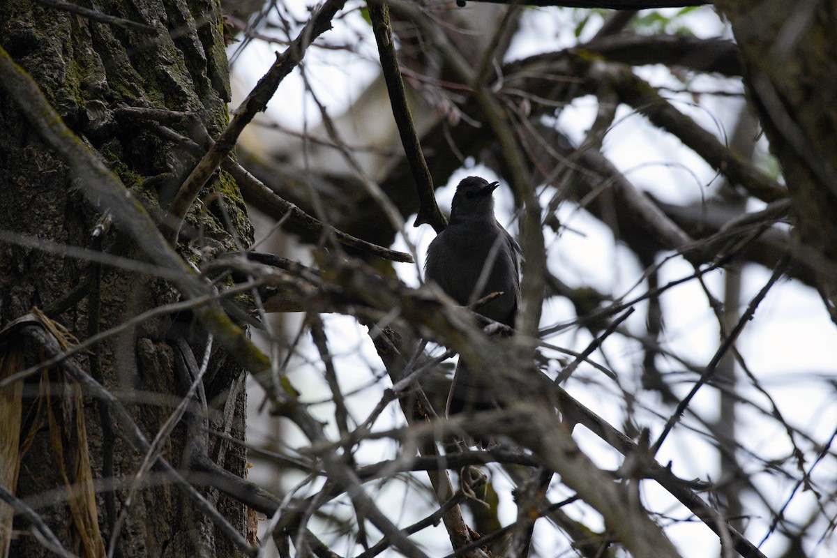 Gray Catbird - ML619622415