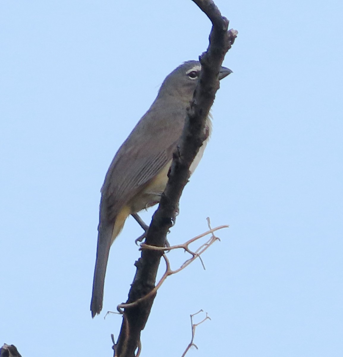 Olive-gray Saltator - Alfredo Correa