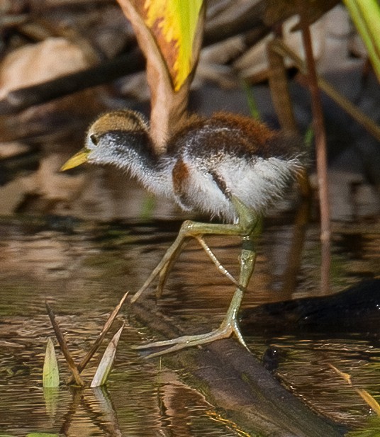 Wattled Jacana - ML619622420