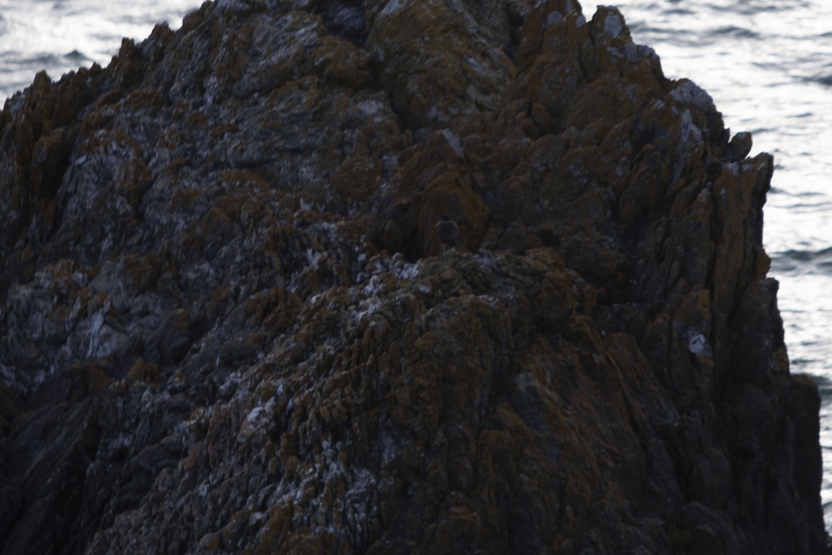 Black Oystercatcher - Andrew Lee