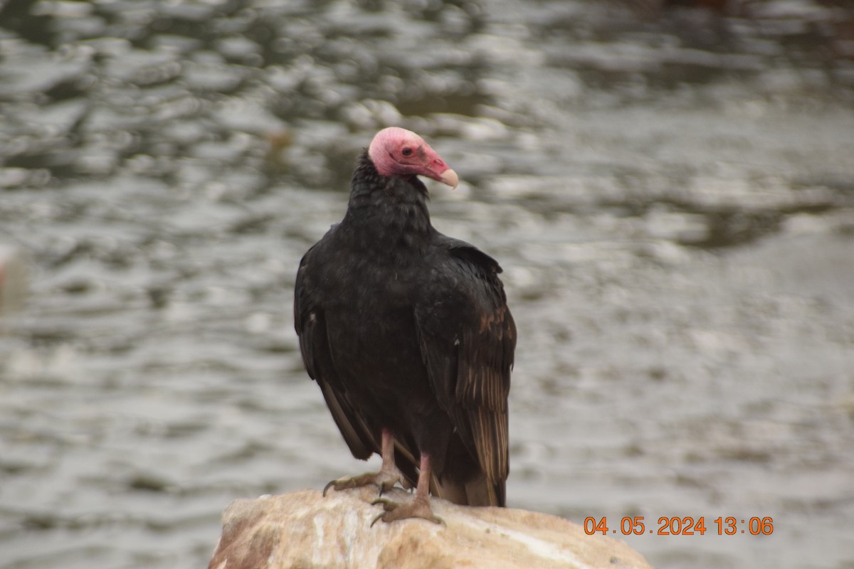 Turkey Vulture - ML619622426