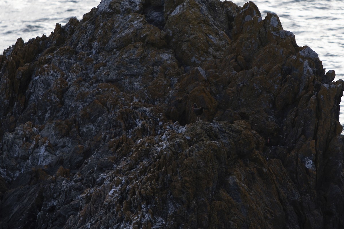 Black Oystercatcher - Andrew Lee