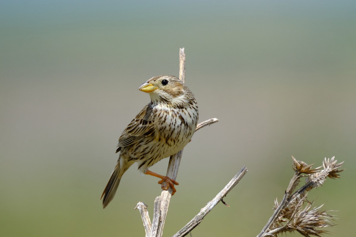 Corn Bunting - Bernardo Montoya