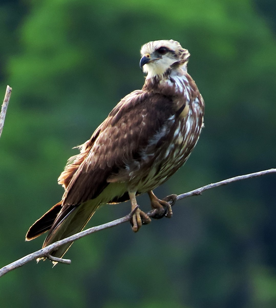 Snail Kite - Alfredo Correa