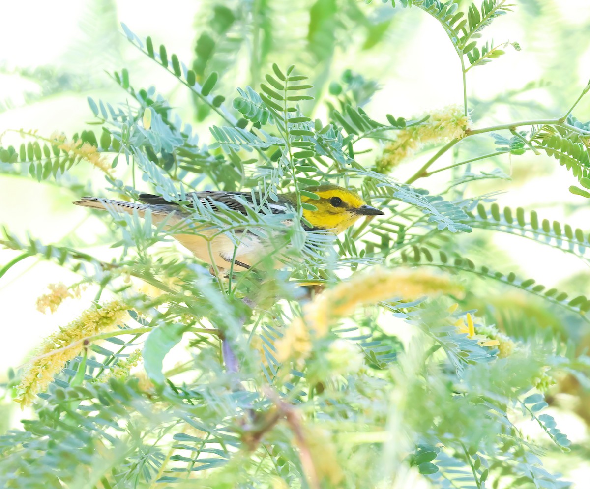 Black-throated Green Warbler - Jill Casperson