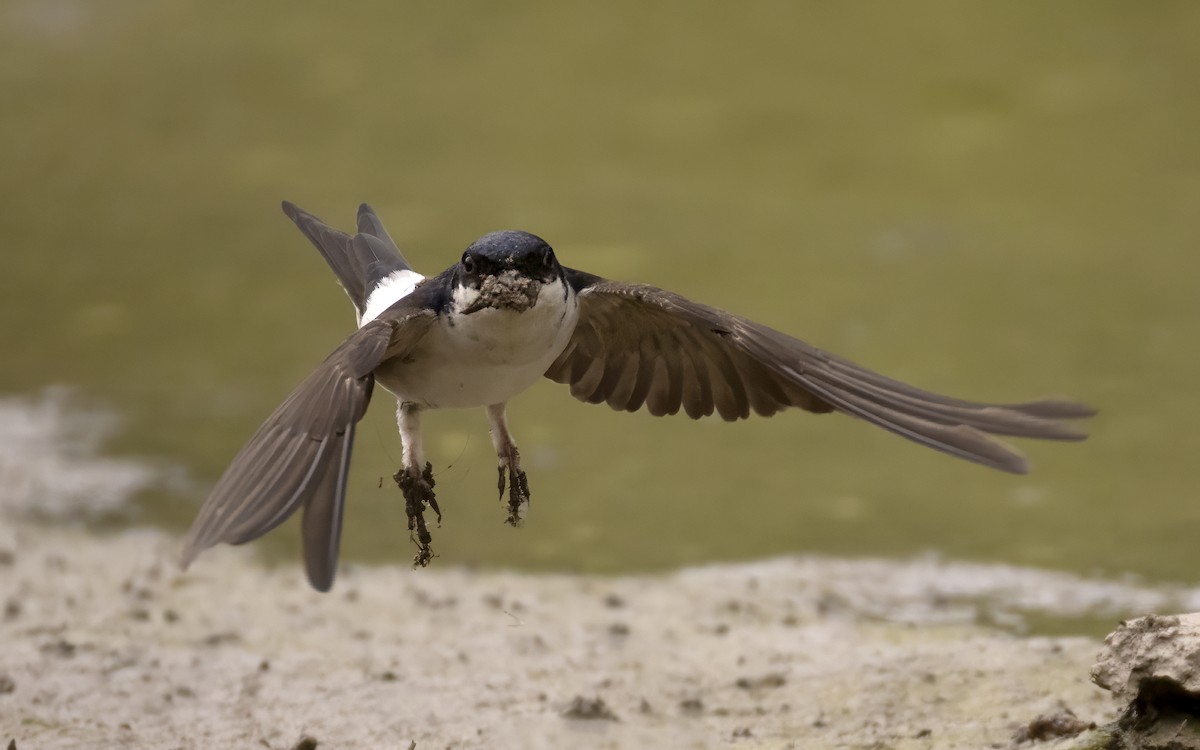 Western House-Martin - Bob  Wood