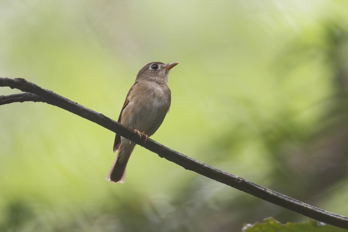 Brown-breasted Flycatcher - Sandy Luk