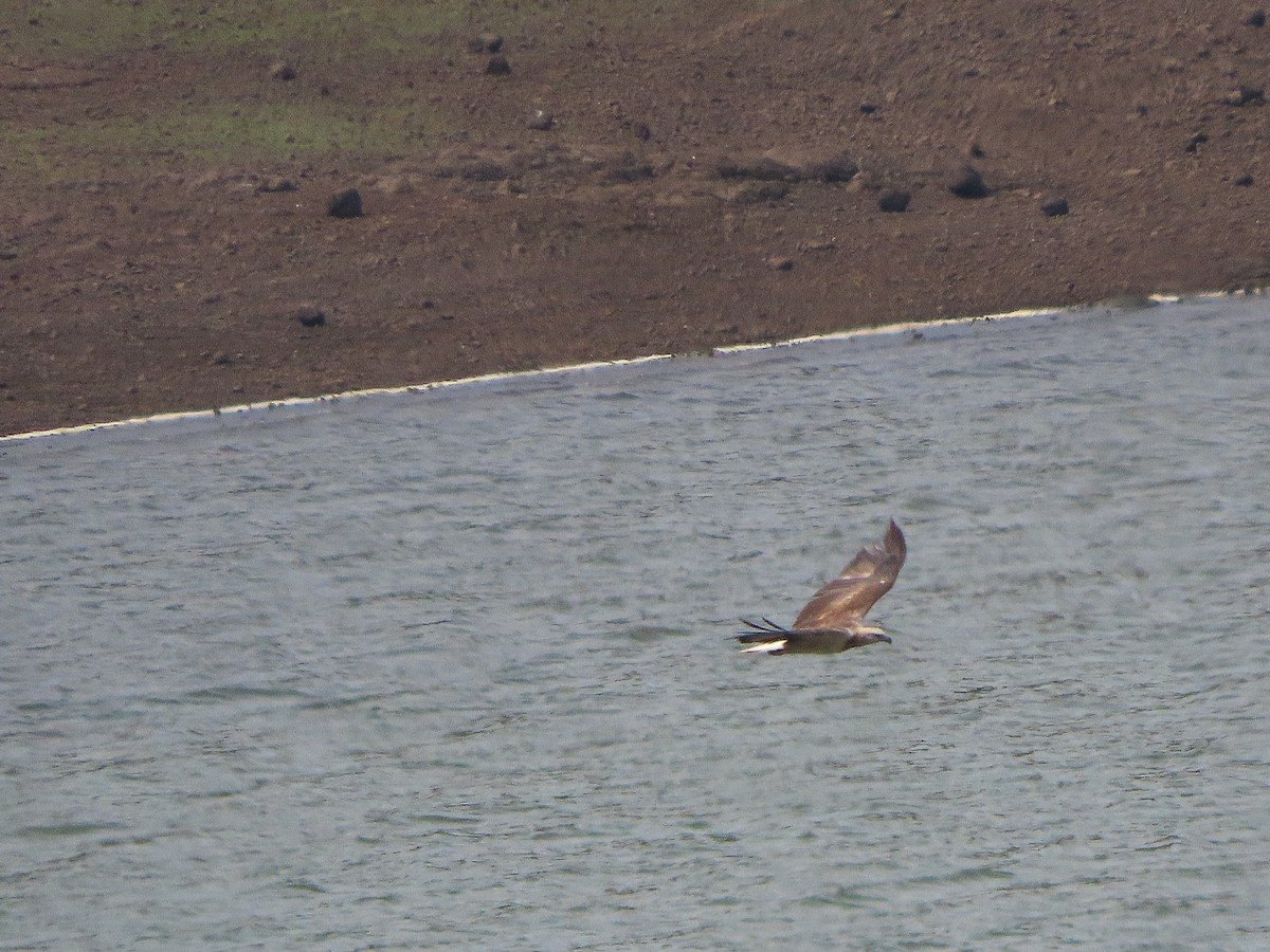 White-bellied Sea-Eagle - ML619622450