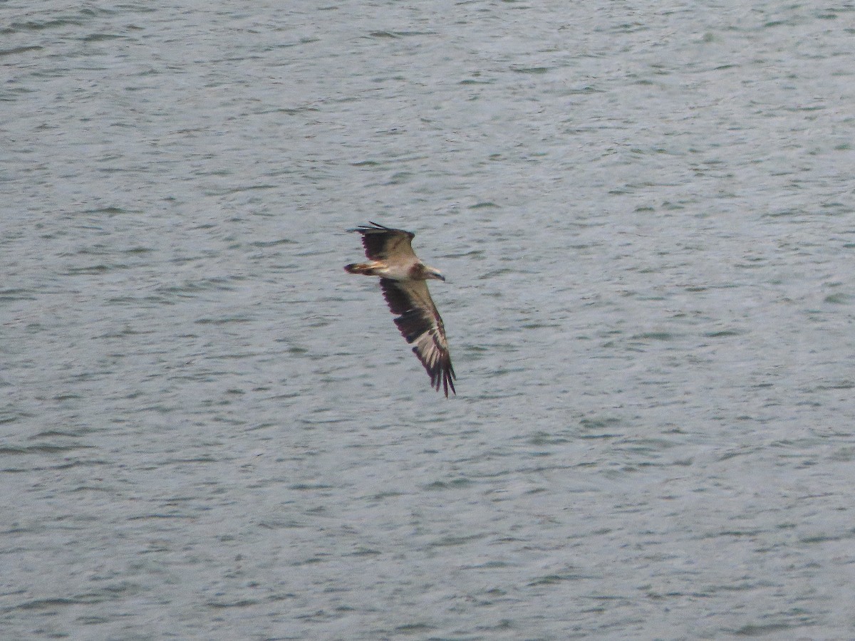 White-bellied Sea-Eagle - ML619622451