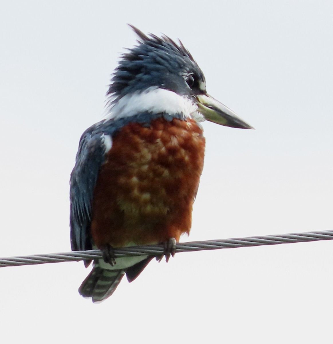 Ringed Kingfisher - ML619622452