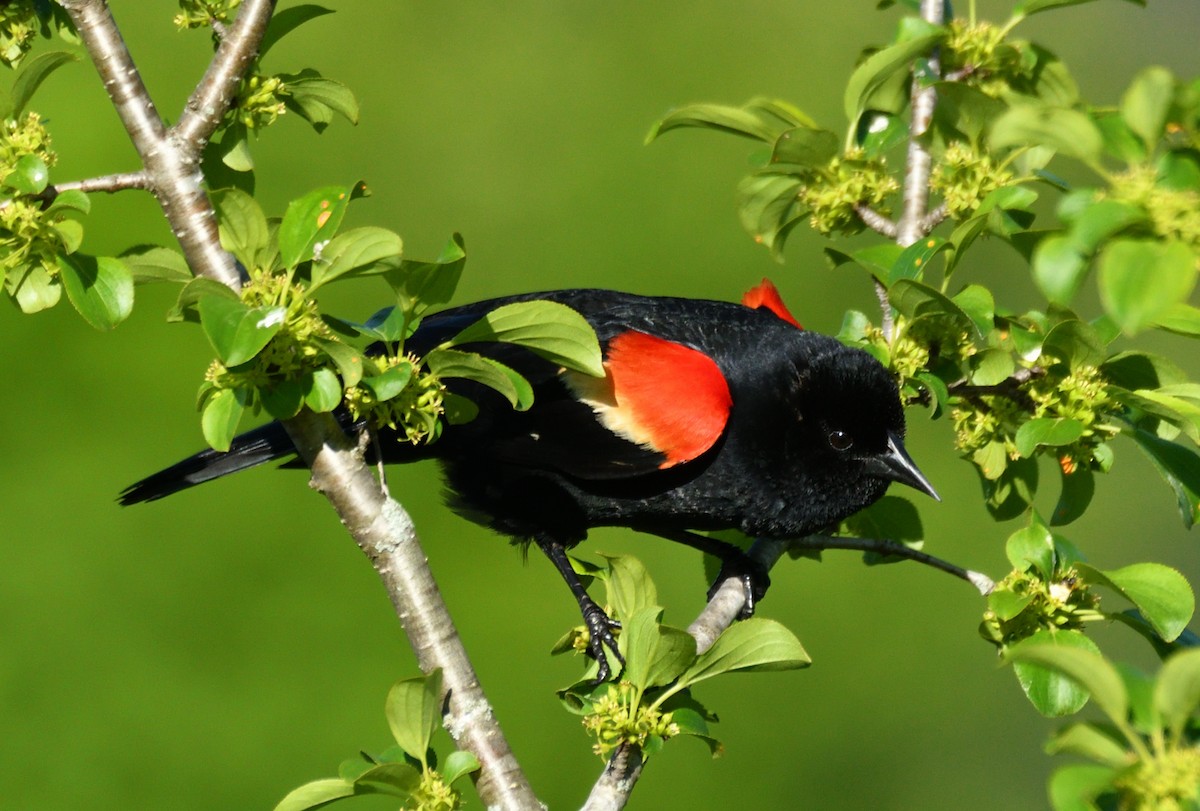 Red-winged Blackbird - Wayne Grubert