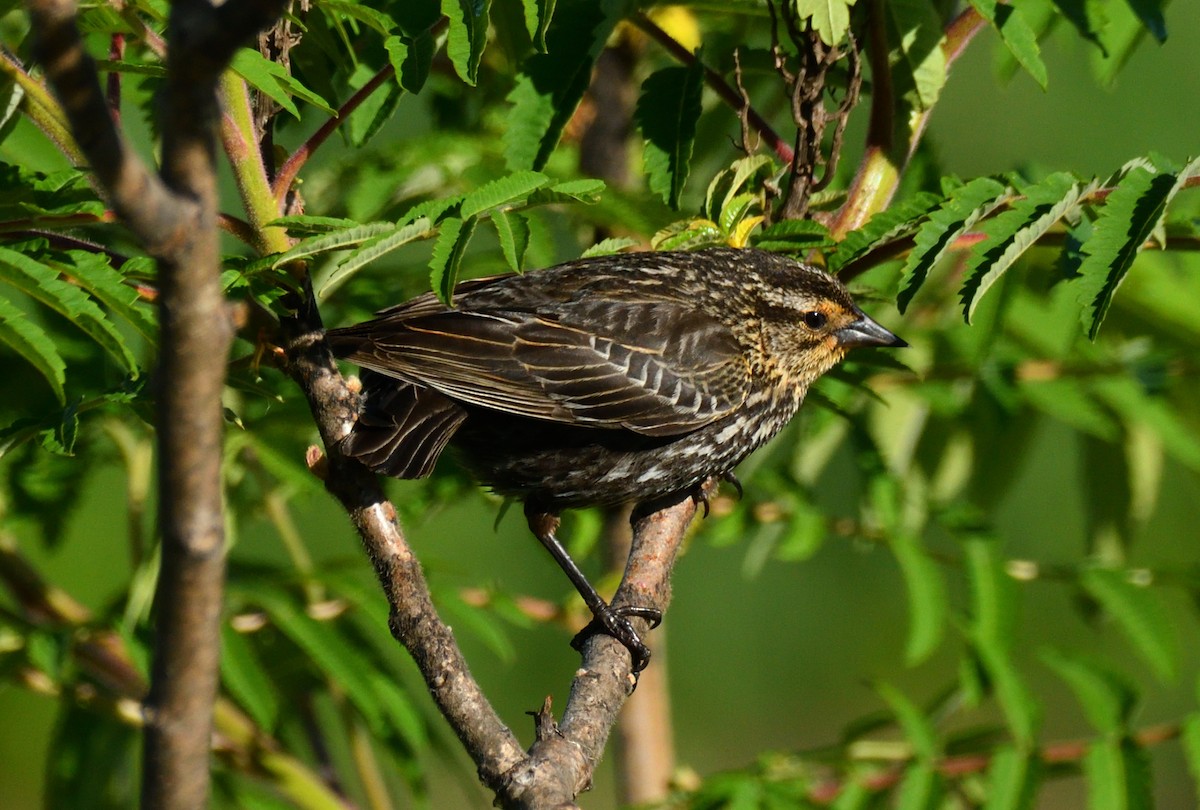 Red-winged Blackbird - Wayne Grubert