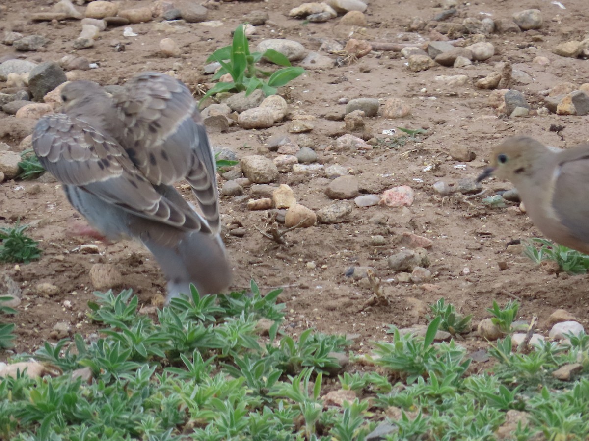 Mourning Dove - Tom Curtis