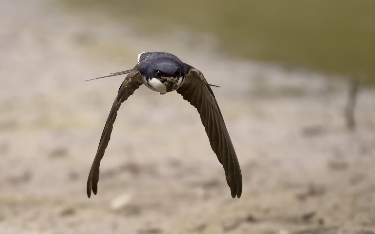 Western House-Martin - Bob  Wood