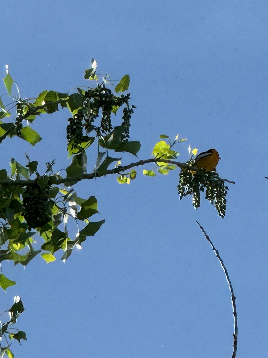 Bullock's Oriole - ML619622463